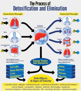 The Process of Detoxification and Elimination
